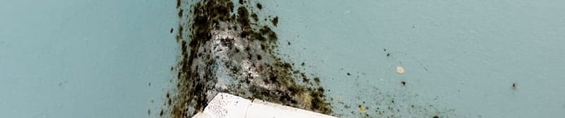 Mould at home
